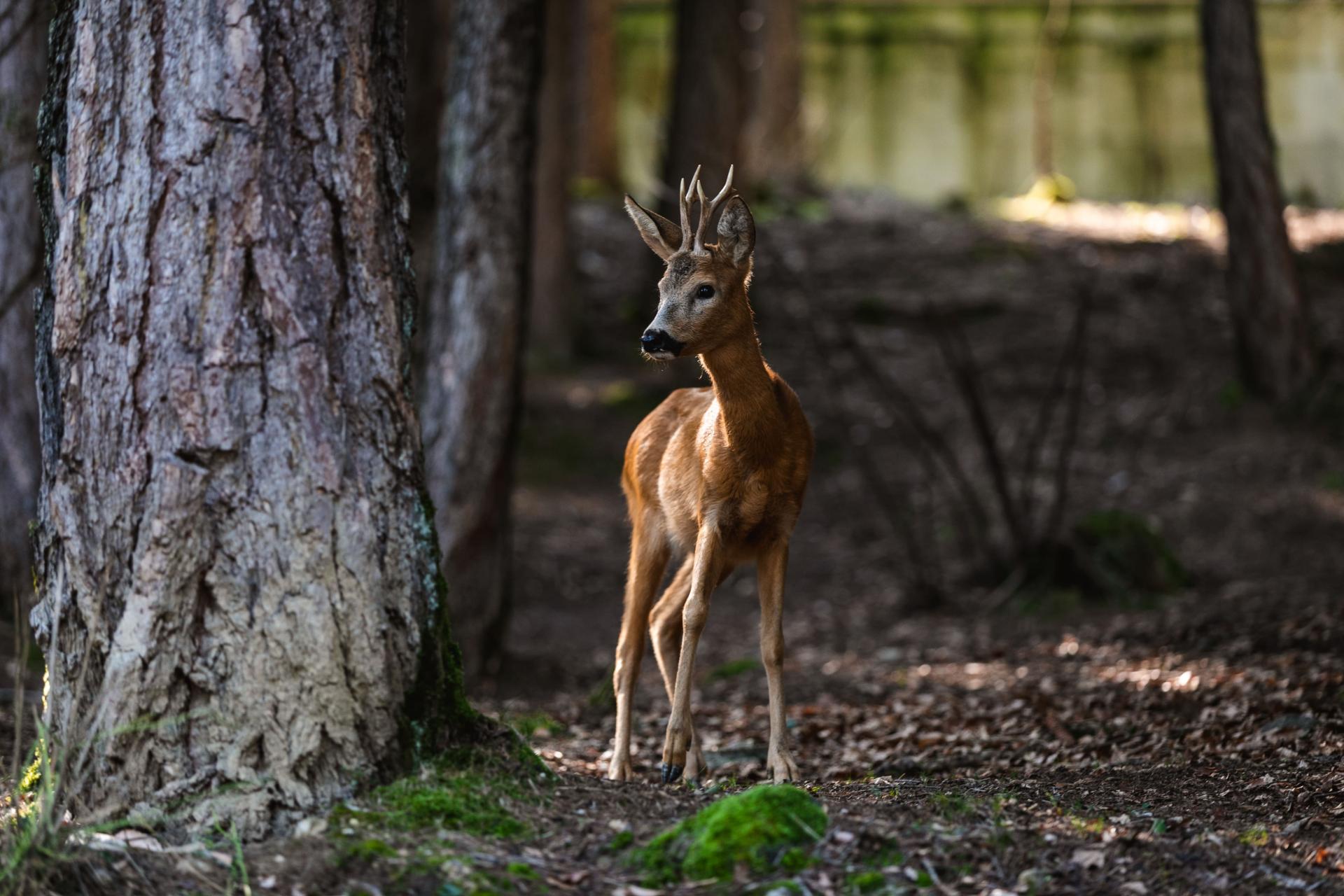 Animali Cerbiatto Parco Faunistico Belpark Estate DP 2019 ph Oliver Astrologo-min