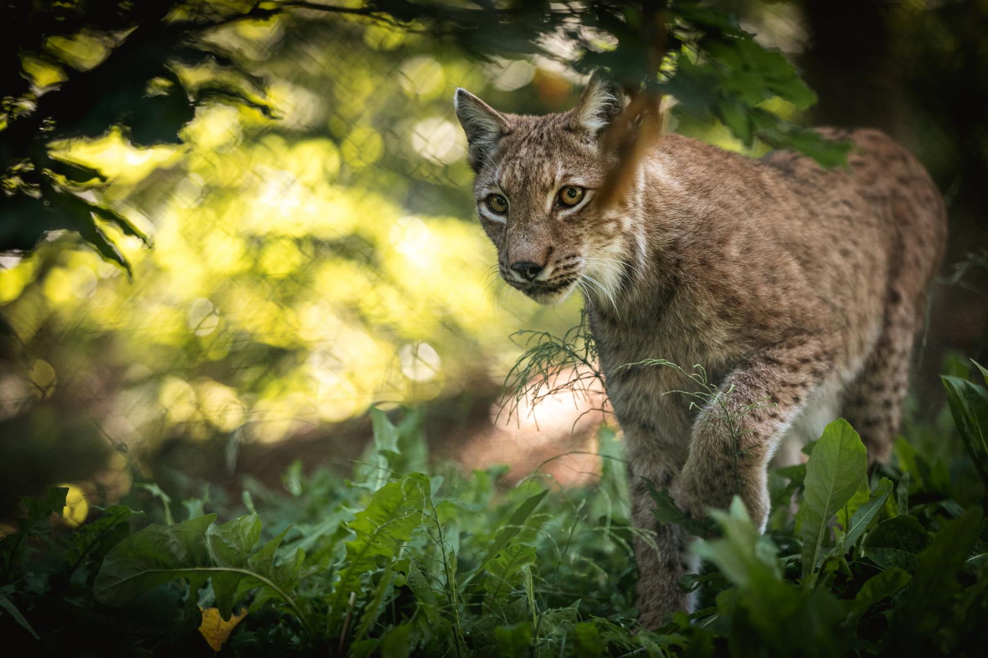 Animali Lince Parco Faunistico Belpark Estate DP 2019 ph Oliver Astrologo 2 -min