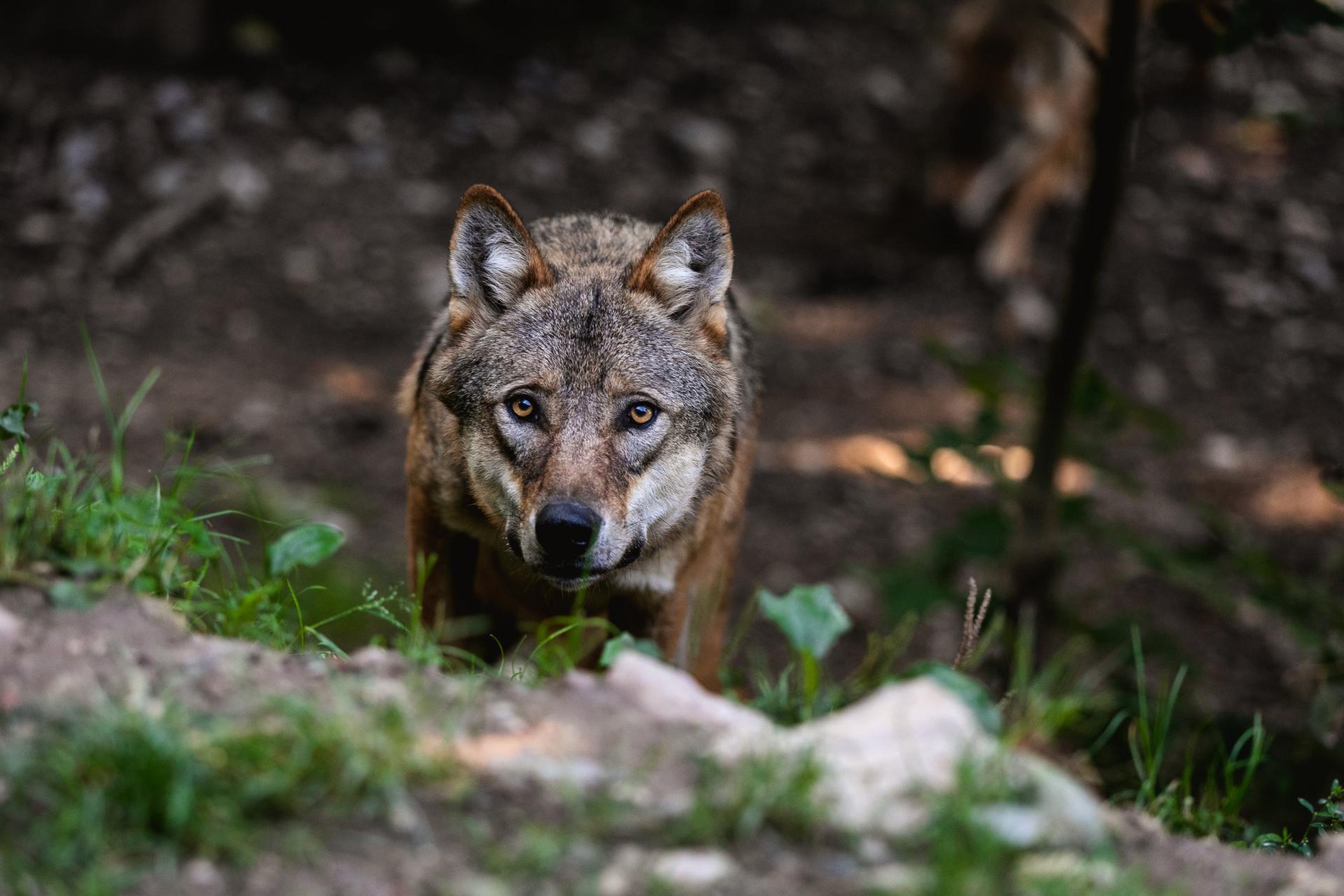 Animali Lupo Parco Faunistico Belpark Estate DP 2019 ph Oliver Astrologo-min