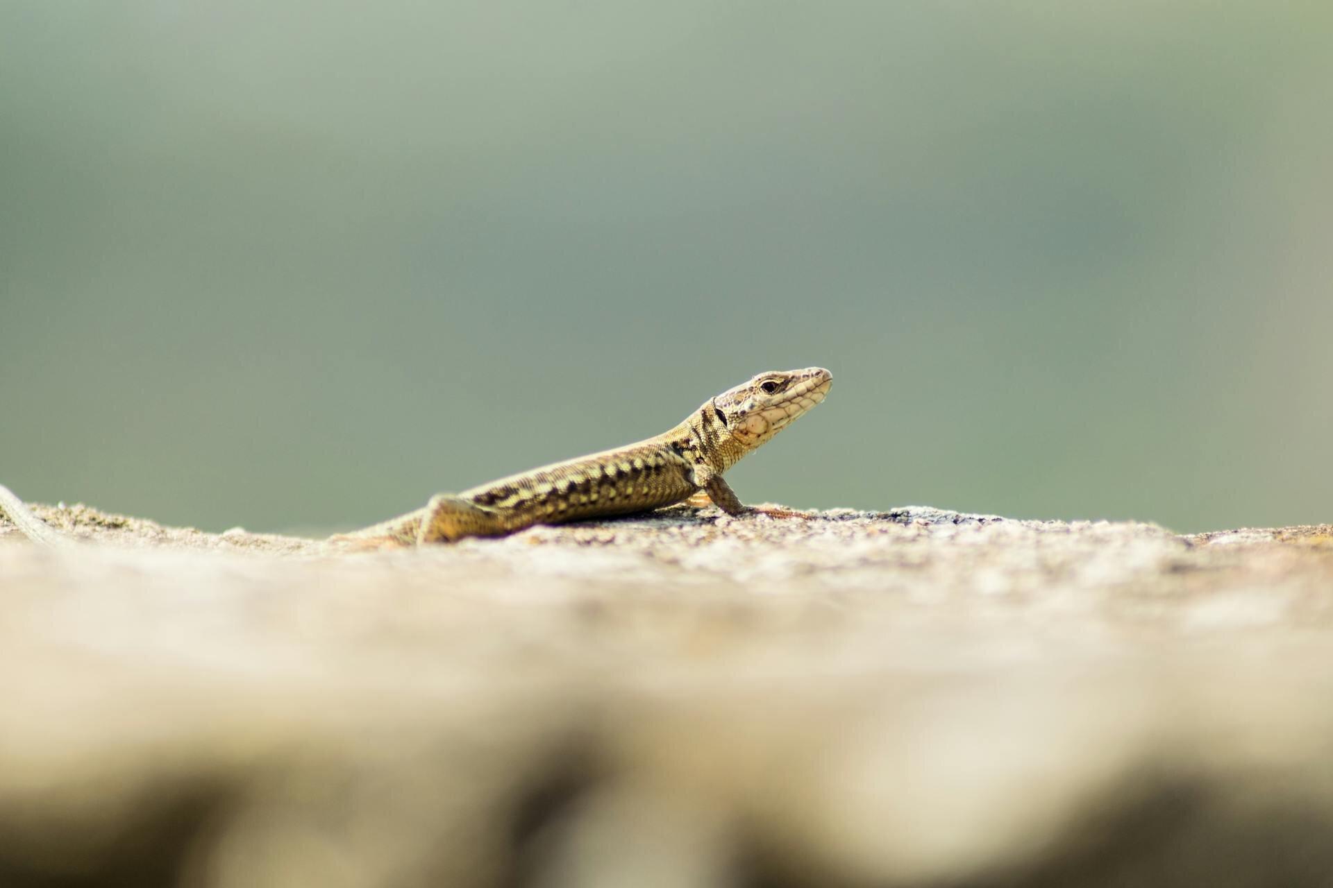 Vita segreta di anfibi e rettili Vita segreta di anfibi e rettili