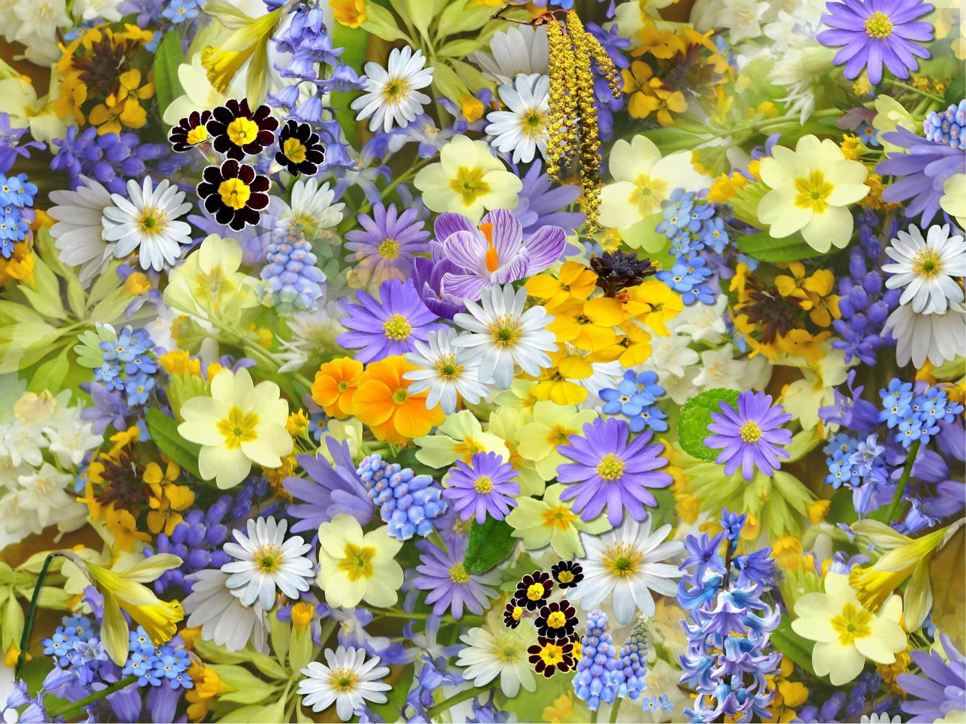 Trilly la fata dei fiori