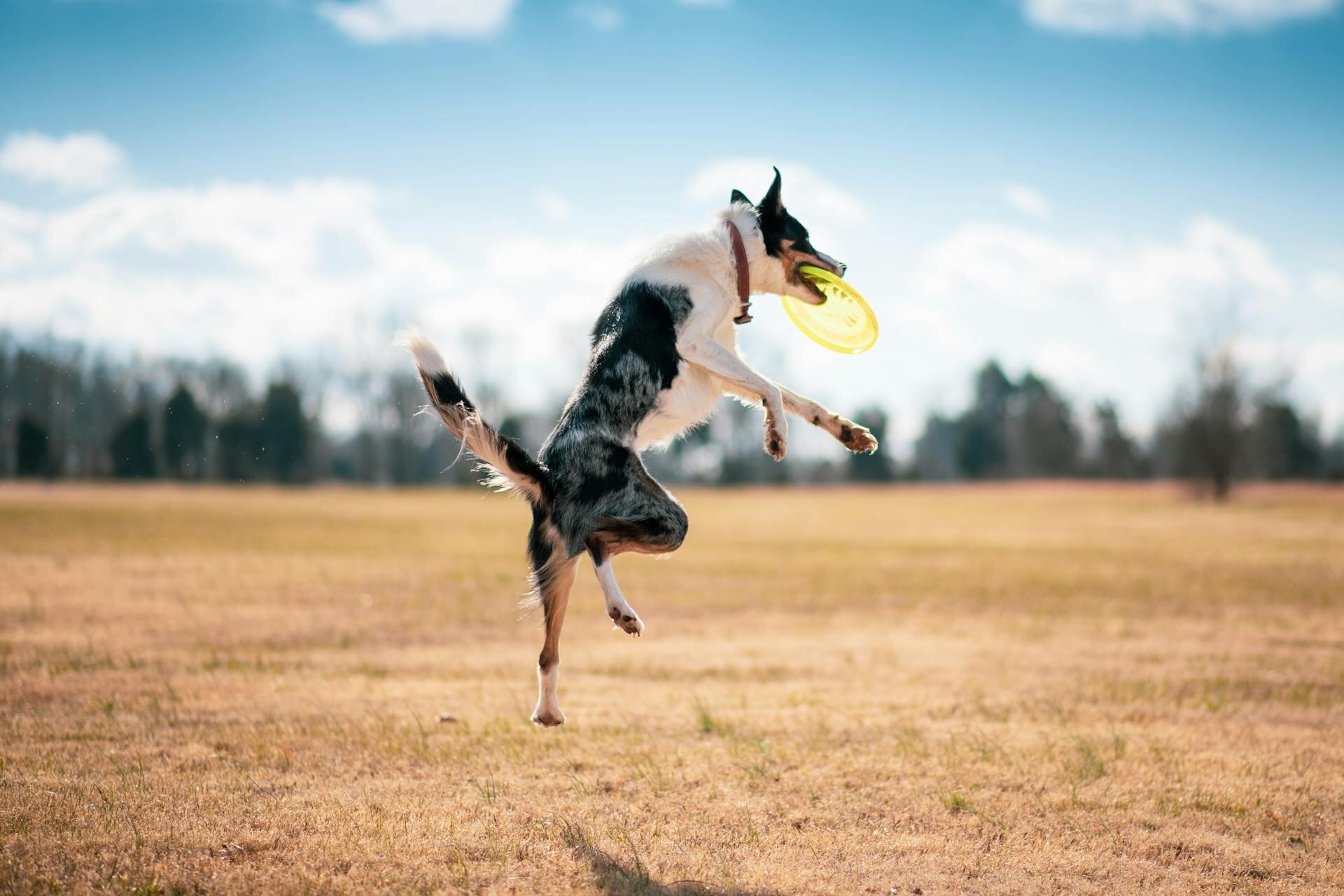 Dog Day