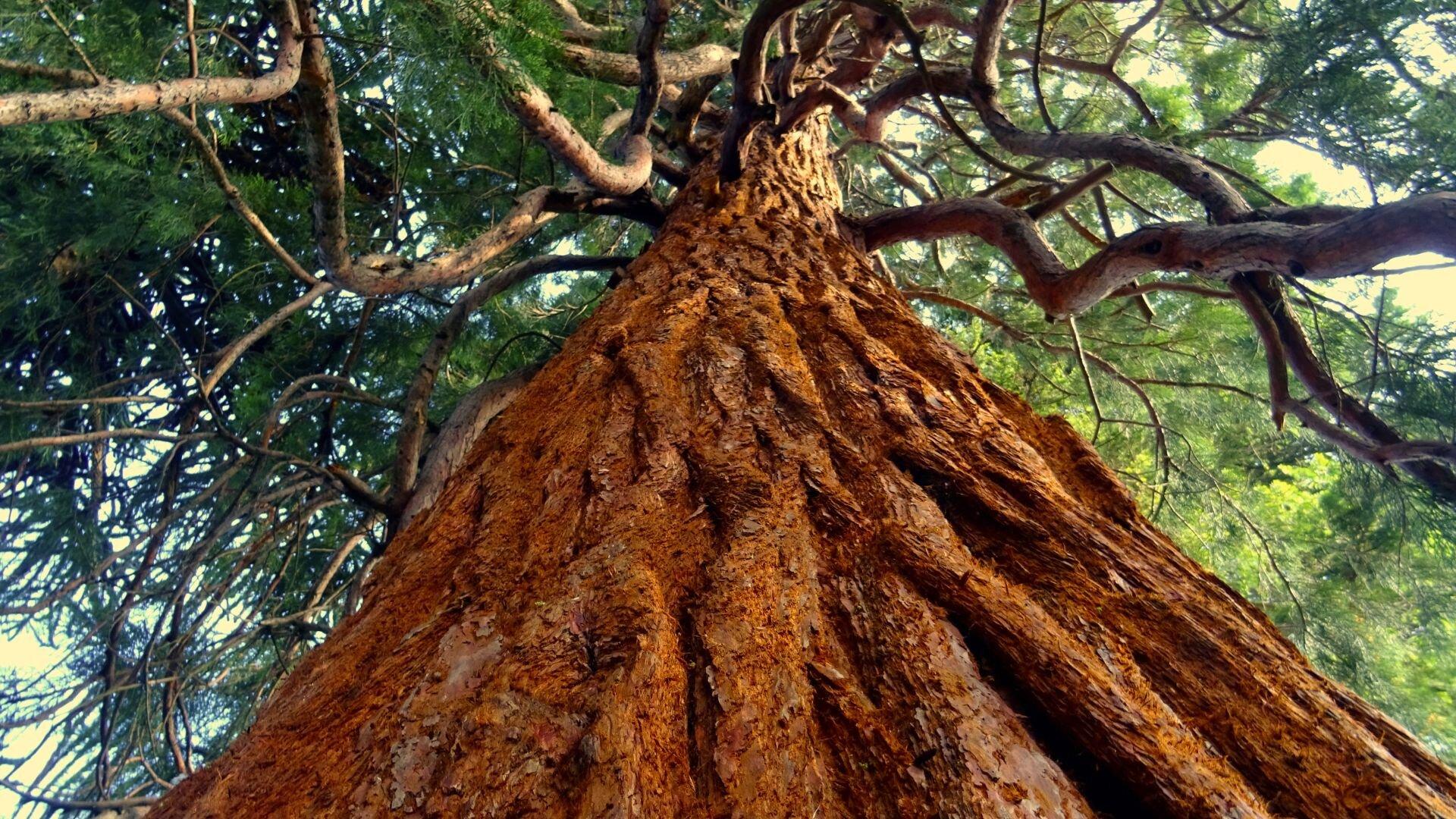 Albero dei segreti