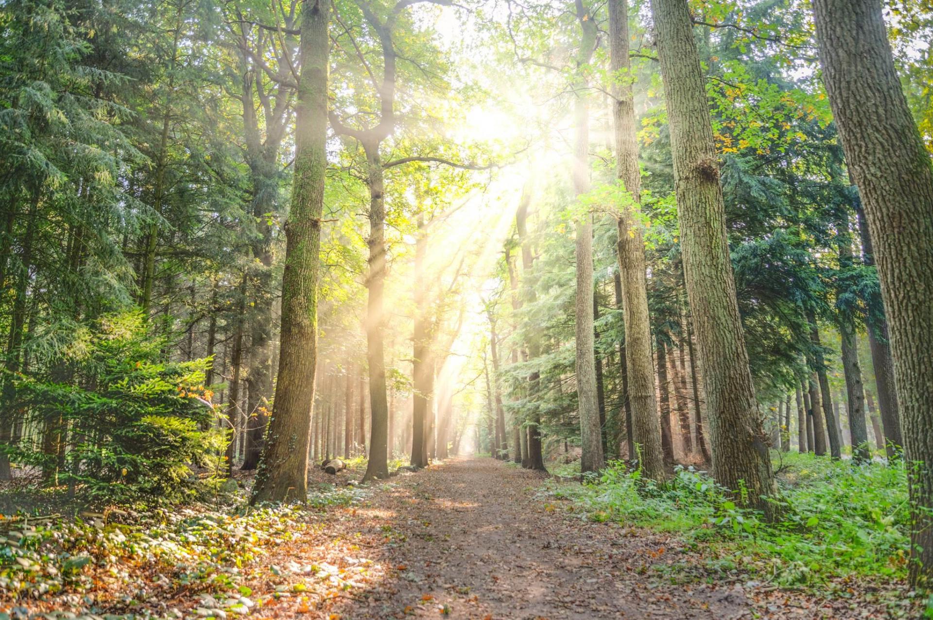 landscape-photo-of-pathway-between-green-leaf-tree