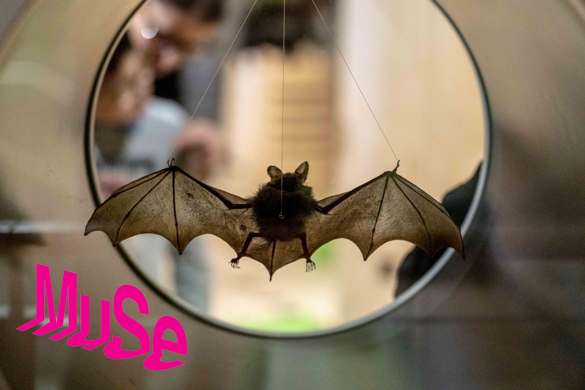 Pipistrello per amico incontra i musei trentini