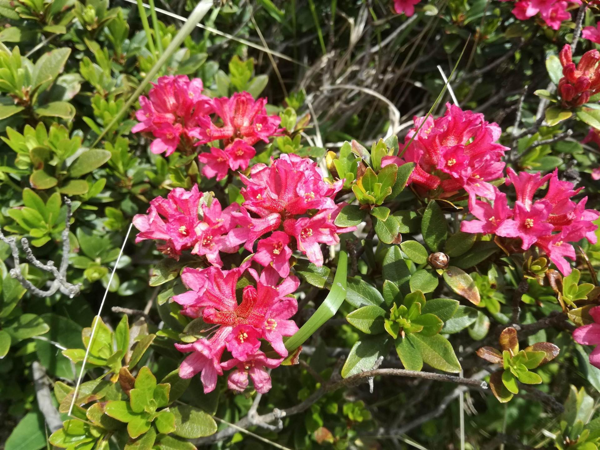 Sentiero botanico_flora_ferrata aquile_Paganella_e