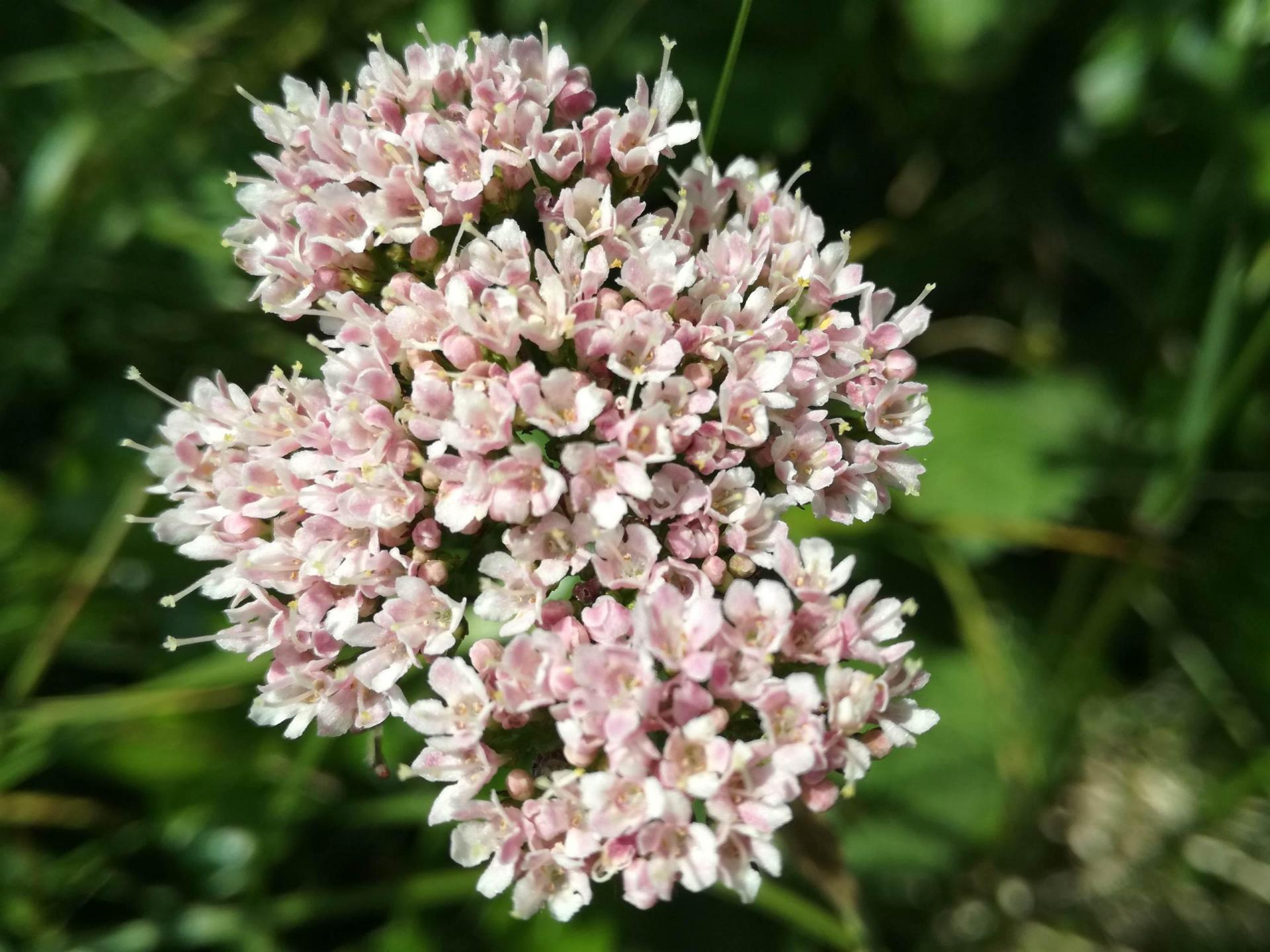 Sentiero botanico_flora_ferrata aquile_Paganella_e