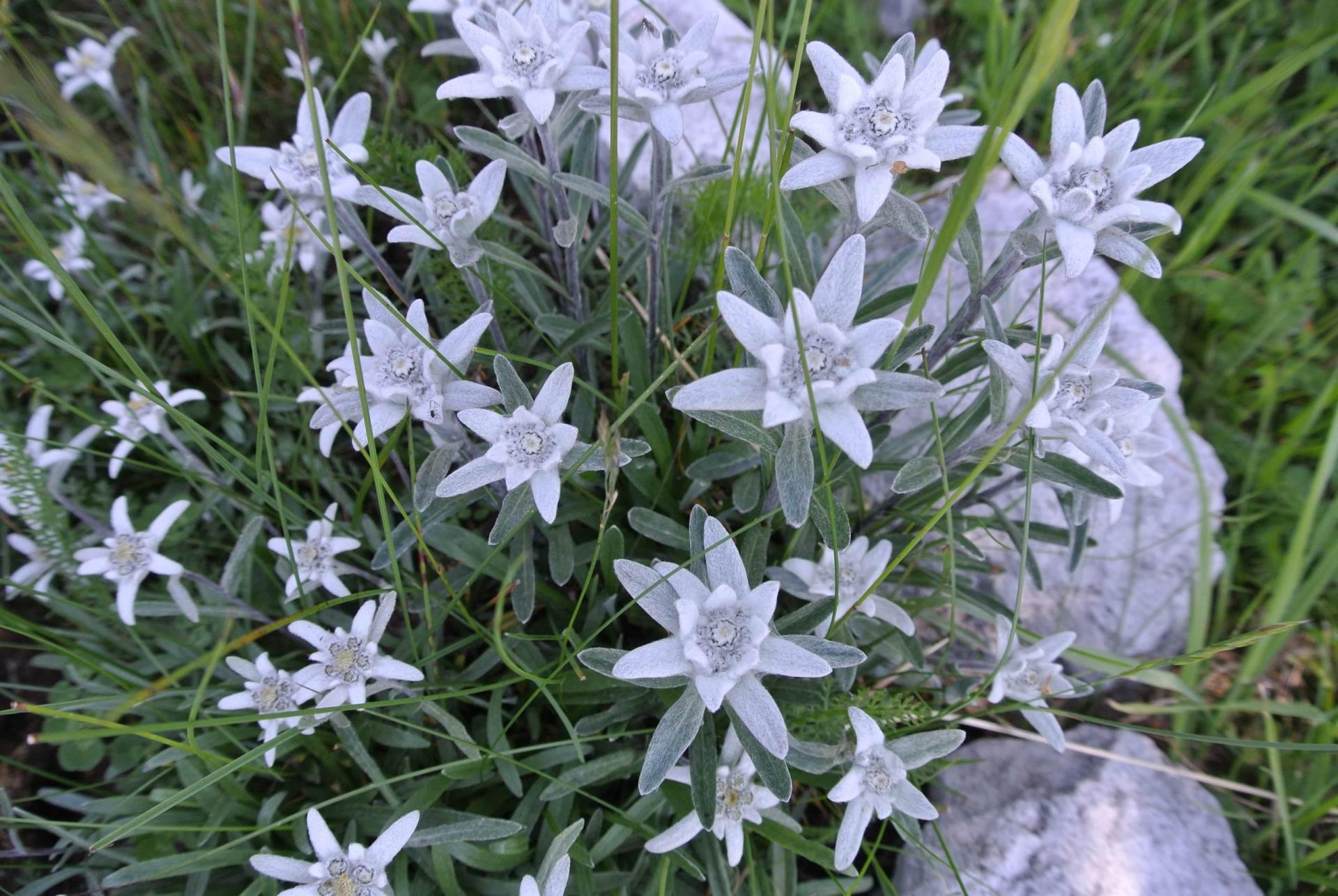 Sentiero Botanico_stelle alpine_Paganella estate_P